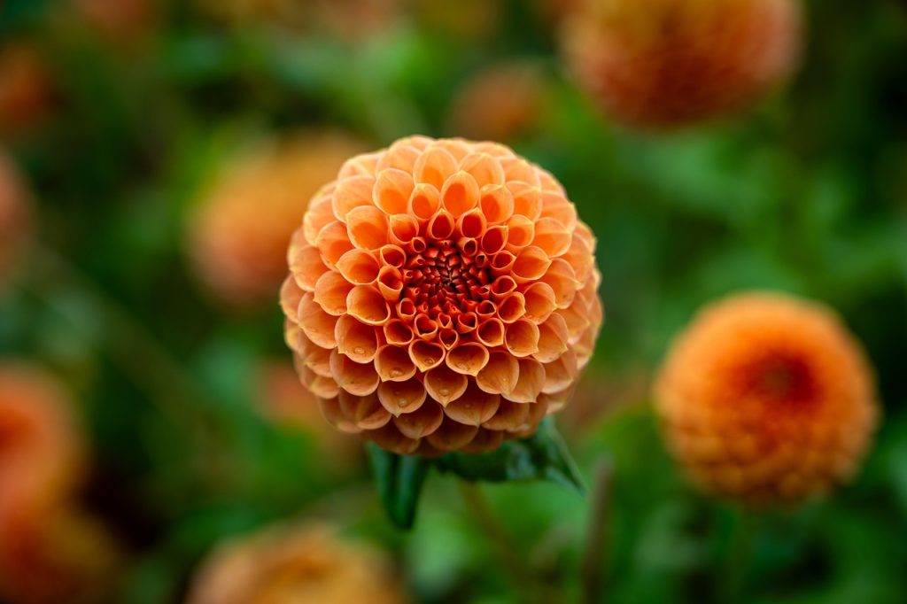 ফুল নিয়ে রোমান্টিক ক্যাপশন