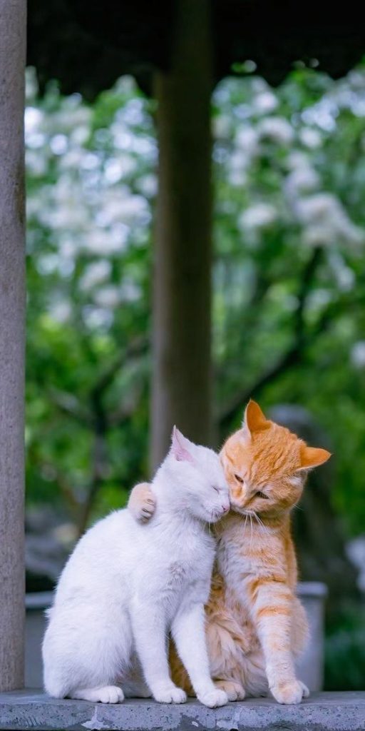 বিড়াল নিয়ে ক্যাপশন