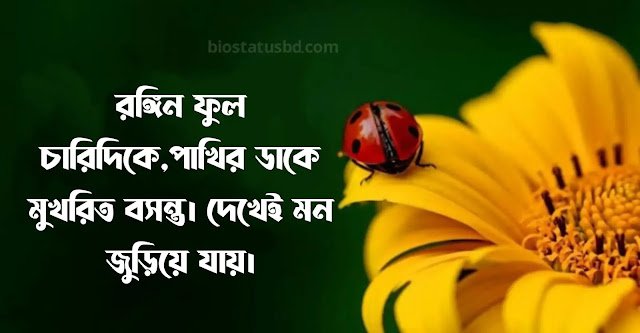 ২০০+ বসন্ত নিয়ে ক্যাপশন – বসন্ত নিয়ে রোমান্টিক স্ট্যাটাস, শুভ সকাল স্ট্যাটাস ইসলামিক