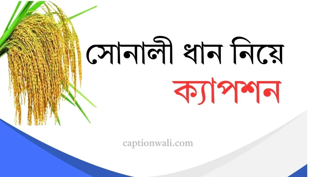 ৩৫৬+ সেরা সোনালী ধান নিয়ে ক্যাপশন ও উক্তি ২০২৬, নাম স্টাইল ডিজাইন