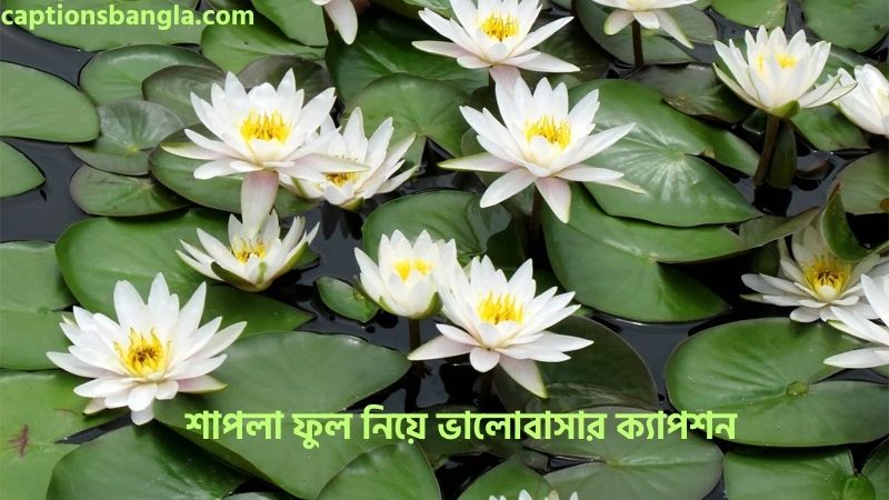 শাপলা ফুল নিয়ে ভালোবাসার ক্যাপশন, উক্তি ও কবিতা ২০২৬, ক্যাপশন ইসলামিক