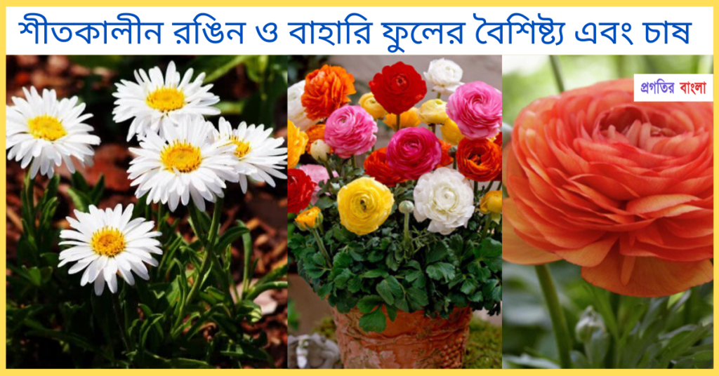 শীতকালীন ফুল | রঙিন ও বাহারি ফুলের বৈশিষ্ট ও টবে চাষ, হুমায়ুন আহমেদের উক্তি