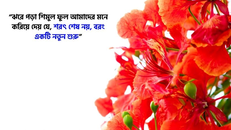 149+ শিমুল ফুল নিয়ে ক্যাপশন, স্ট্যাটাস, উক্তি ও কবিতা, ঈদ মোবারক ক্যাপশন