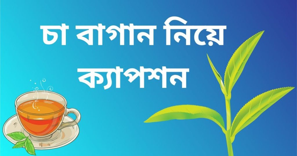 ১৫০+ চা নিয়ে, চা বাগান নিয়ে ক্যাপশন, স্ট্যাটাস ২০২৬, জটিল কিছু কথা