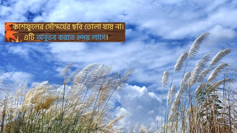 153+ কাশফুল নিয়ে ক্যাপশন – কাশফুল নিয়ে স্ট্যাটাস ও কবিতা, স্বার্থপর মানুষ নিয়ে স্ট্যাটাস