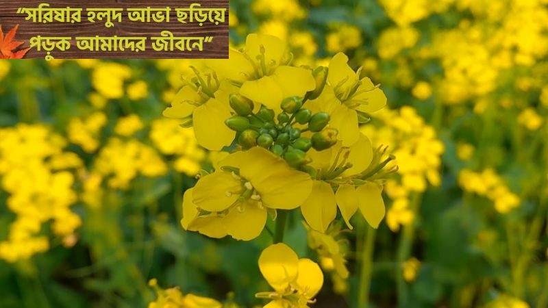 199+ সরিষা ফুল নিয়ে স্ট্যাটাস, ক্যাপশন, উক্তি, ছন্দ ও কবিতা, বাংলা ক্যাপশন