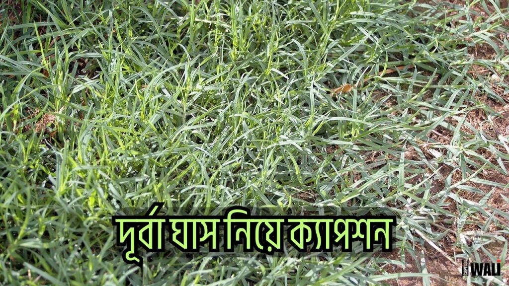 ৪০+ সেরা দূর্বা ঘাস নিয়ে ক্যাপশন ও উক্তি ২০২৬, অসুস্থ নিয়ে স্ট্যাটাস
