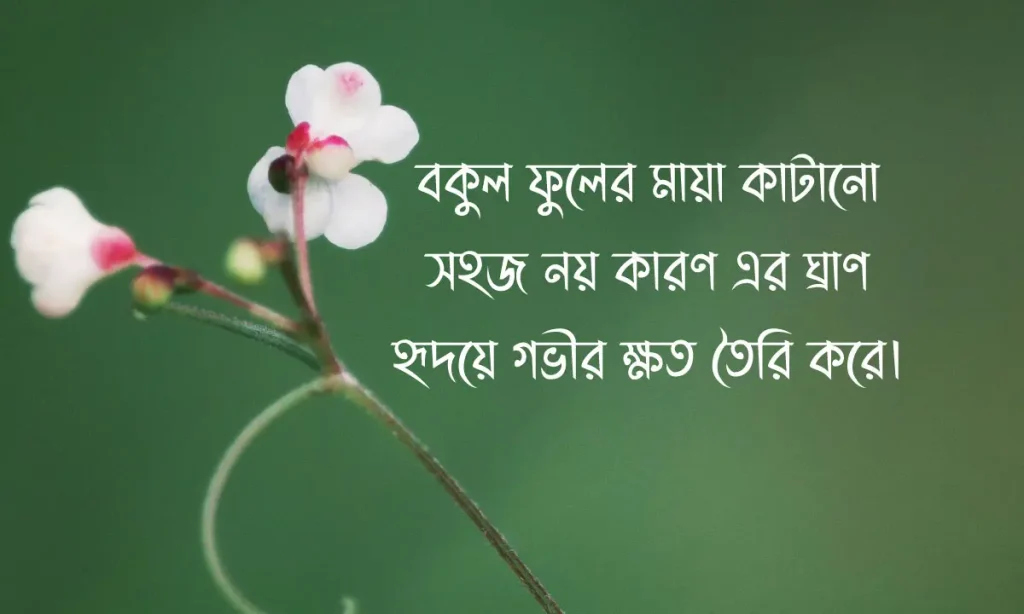৬০+ বকুল ফুল নিয়ে ক্যাপশন, স্ট্যাটাস- ২০২৬, emotional bengali sad quotes