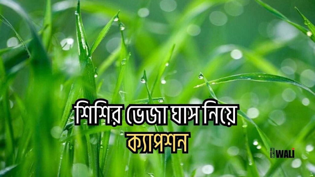 ৬০+ শিশির ভেজা ঘাস নিয়ে ক্যাপশন ও কবিতা ২০২৬, বেস্ট ফ্রেন্ড এর জন্মদিনের শুভেচ্ছা ক্যাপশন