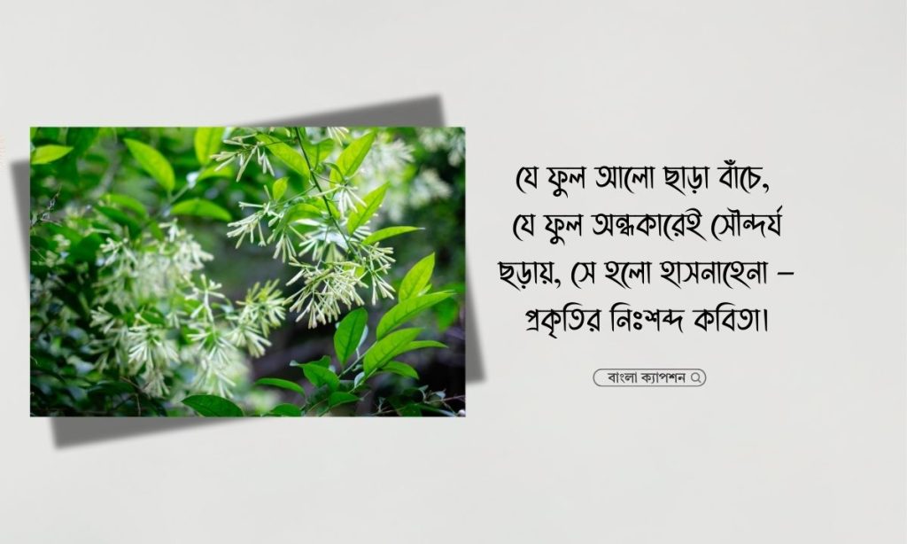 হাসনাহেনা ফুল নিয়ে উক্তি, ক্যাপশন, স্ট্যাটাস ও কবিতা, কষ্টের স্ট্যাটাস