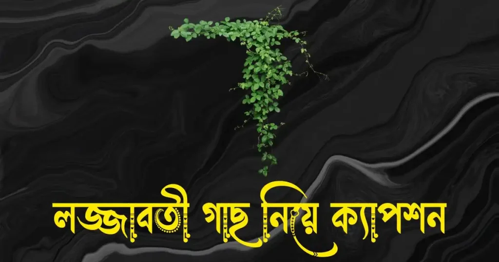 লজ্জাবতী গাছ নিয়ে ক্যাপশন, উক্তি ও কবিতা, মাকে মিস করা নিয়ে স্ট্যাটাস