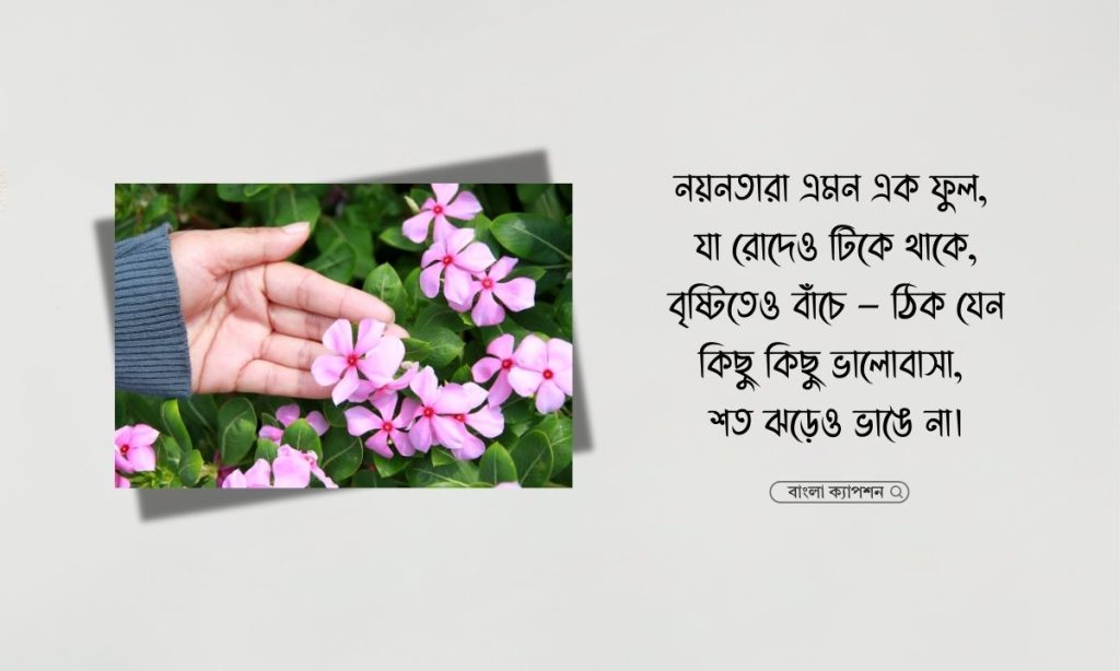 নয়নতারা ফুল নিয়ে ক্যাপশন, স্ট্যাটাস, উক্তি ও কবিতা, শাড়ি নিয়ে ক্যাপশন