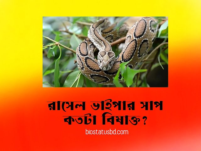 রাসেল ভাইপার সাপ | রাসেল ভাইপার সাপ কতটা বিষাক্ত? Russell’s viper, মেয়ের জন্মদিনের শুভেচ্ছা ক্যাপশন