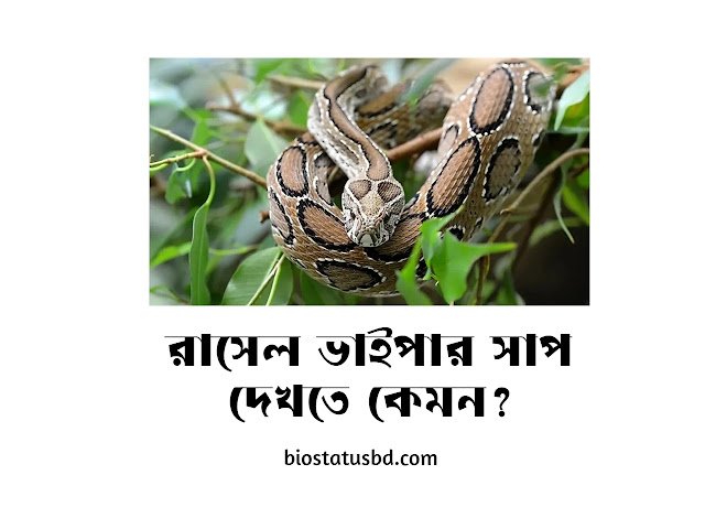 রাসেল ভাইপার সাপের ছবি | রাসেল ভাইপার সাপ পিক – Russell’s Viper Pic, রোমান্টিক স্ট্যাটাস