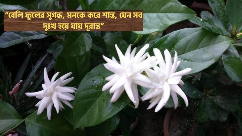 ১৪৯+ বেলি ফুল নিয়ে স্ট্যাটাস – বেলি ফুলের ক্যাপশন, ছন্দ ও কবিতা, বিকেলের ক্যাপশন