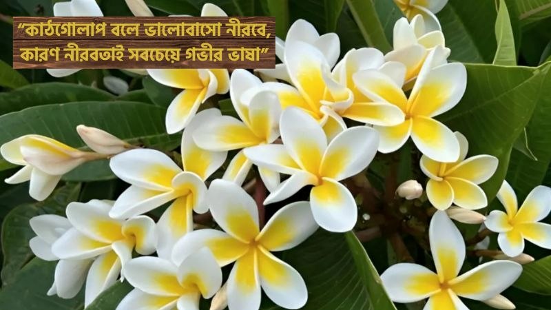 149+ কাঠগোলাপ নিয়ে ভালোবাসার ক্যাপশন, স্ট্যাটাস, উক্তি ও ছন্দ, এটিটিউড ক্যাপশন