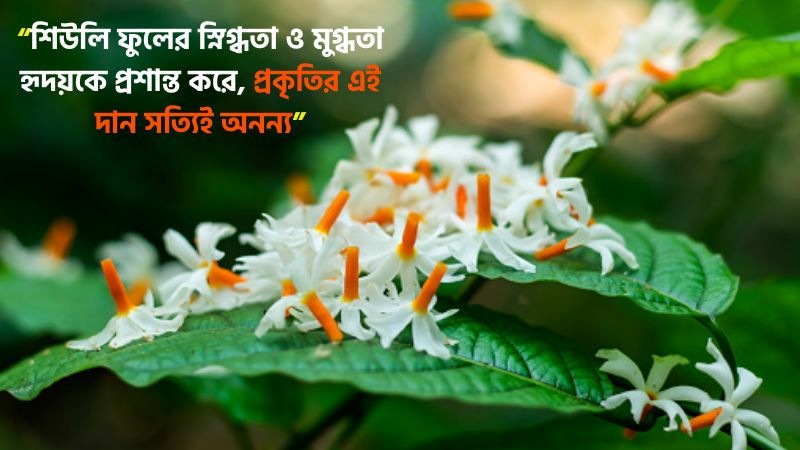 149+ শিউলি ফুল নিয়ে ক্যাপশন, স্ট্যাটাস, উক্তি ও কবিতা, সুপ্রভাত শুভেচ্ছা