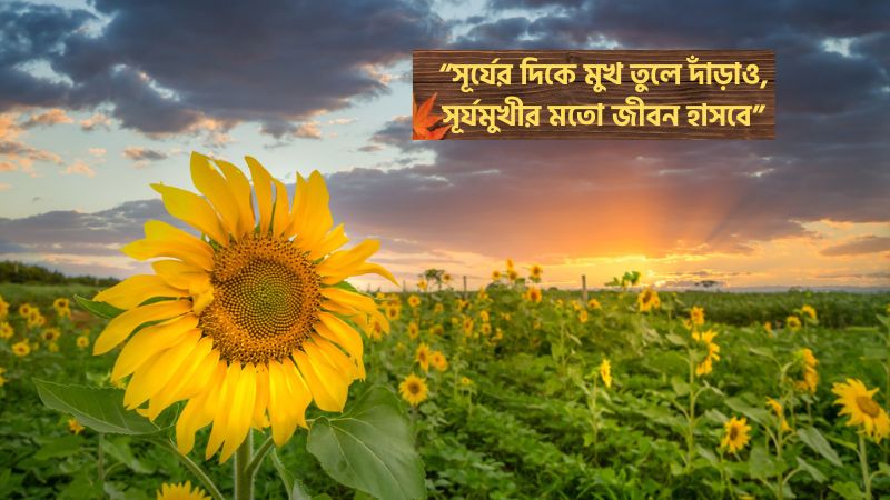 ১৫০+ সূর্যমুখী ফুল নিয়ে ক্যাপশন, রোমান্টিক স্ট্যাটাস ও কবিতা, নিজেকে নিয়ে ক্যাপশন attitude