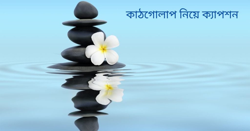 ৯৯+ কাঠগোলাপ নিয়ে ক্যাপশন ২০২৬, সুন্দর সুন্দর ফেসবুক আইডির নাম