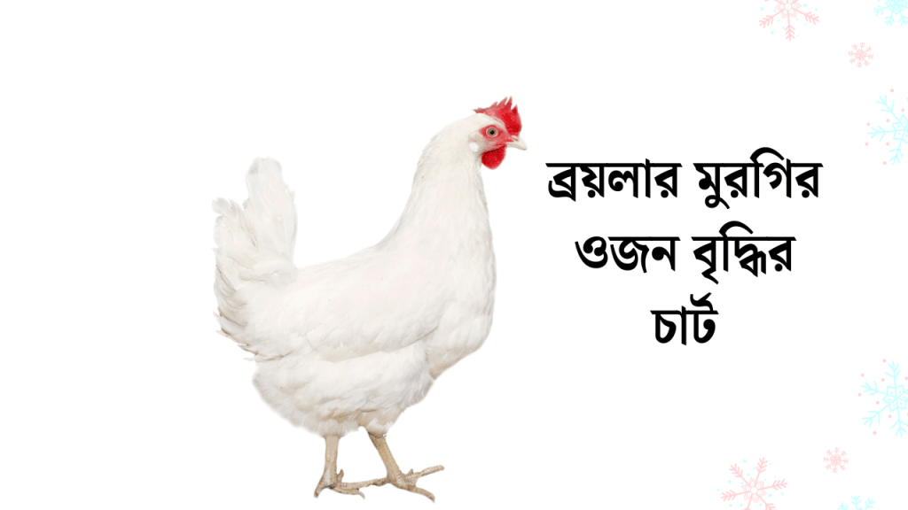 ব্রয়লার মুরগির ওজন বৃদ্ধির চার্ট ও খাবার তালিকা ২০২৬, bengali captions