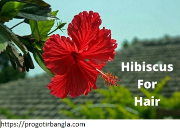 চুলের যত্নে ৫ টি জবা ফুলের উপকারিতা, islamic status bangla