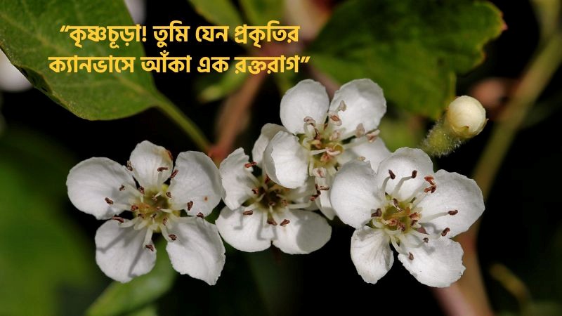 কৃষ্ণচূড়া ফুল নিয়ে উক্তি, ভালোবাসার ক্যাপশন ও কবিতা দেখুন, bangla caption