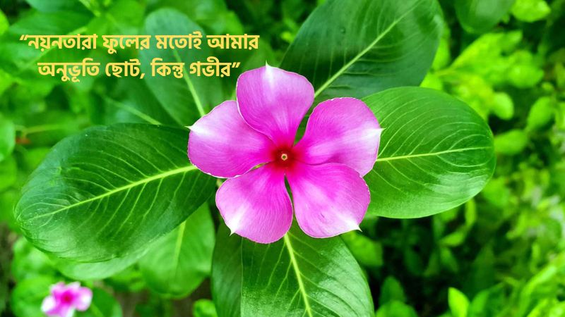 নয়নতারা ফুল নিয়ে ক্যাপশন ও রোমান্টিক স্ট্যাটাস ও কবিতা দেখুন, sigma caption bangla
