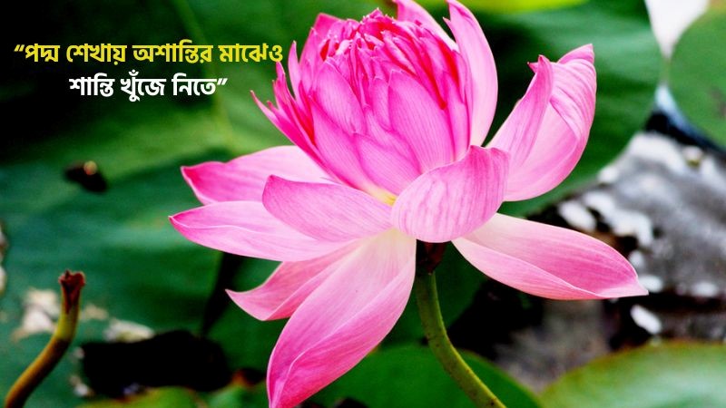 পদ্ম ফুল নিয়ে ভালোবাসার ক্যাপশন, 149+ ছোট ক্যাপশন ও কবিতা দেখে নিন, sundor caption