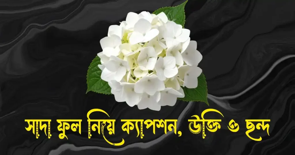 সাদা ফুল নিয়ে ক্যাপশন, উক্তি, ছন্দ ও কবিতা, tiktok bio