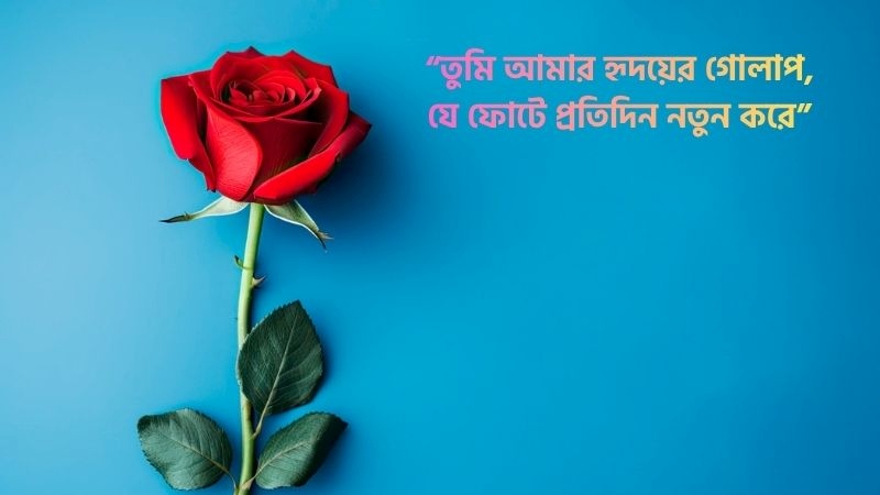 ১০০+ গোলাপ ফুল নিয়ে ক্যাপশন, রোমান্টিক উক্তি ও প্রেমের কবিতা, একাকিত্ব নিয়ে ক্যাপশন