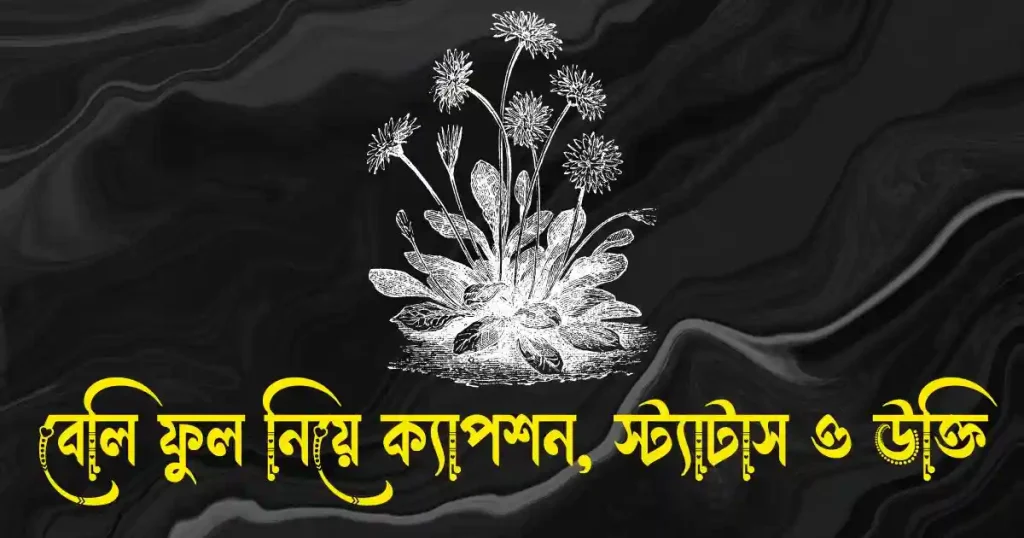 বেলি ফুল নিয়ে ক্যাপশন, স্ট্যাটাস, উক্তি, ছন্দ ও কবিতা, romantic bangla shayari text