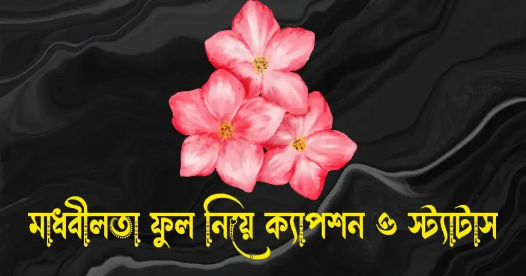 মাধবীলতা ফুল নিয়ে ক্যাপশন, স্ট্যাটাস ও কবিতা, facebook bio